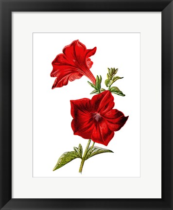 Framed Crimson Petunia Flower Print