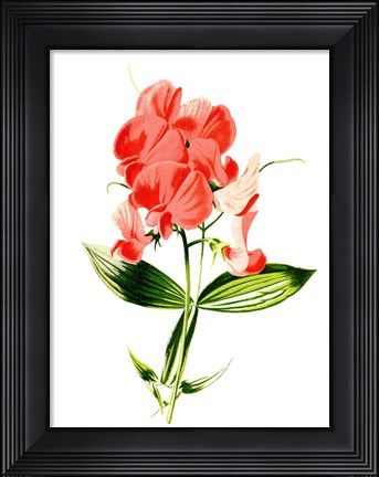 Framed Everlasting Pea Flower Print