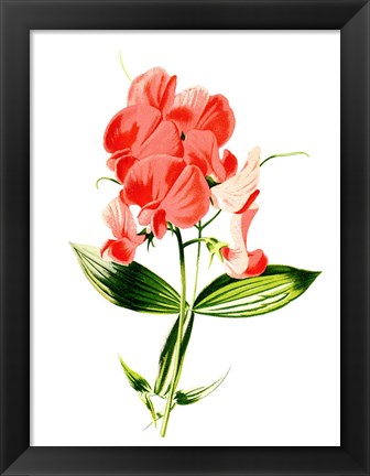 Framed Everlasting Pea Flower Print