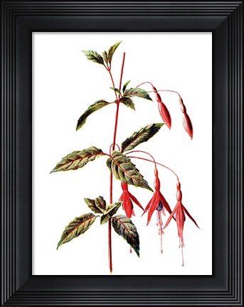 Framed Fuchsia Flower Print