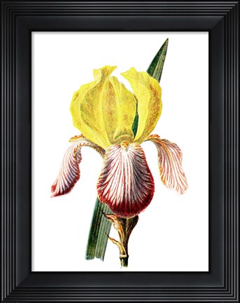 Framed Iris Flower Print
