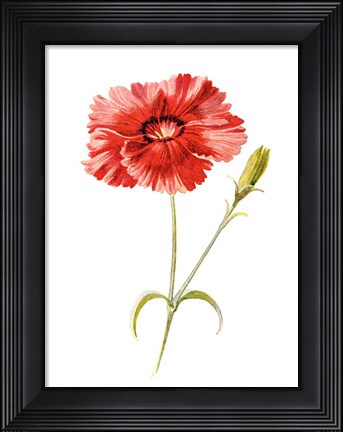 Framed Indian Pink Flower Print