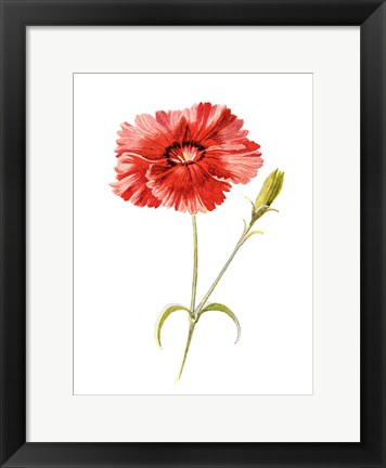 Framed Indian Pink Flower Print