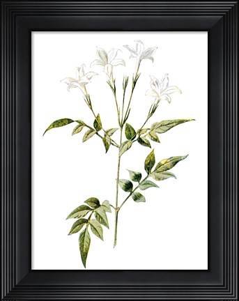 Framed Jessamine Flower Print