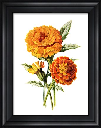 Framed Marigold Flower Print
