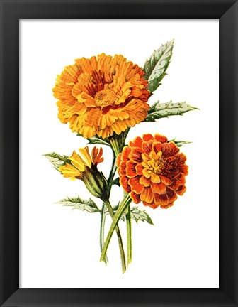 Framed Marigold Flower Print