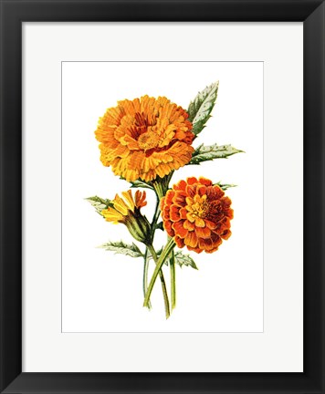 Framed Marigold Flower Print