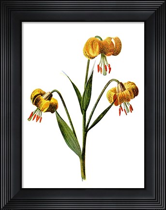 Framed Martagon Lily Flower Print
