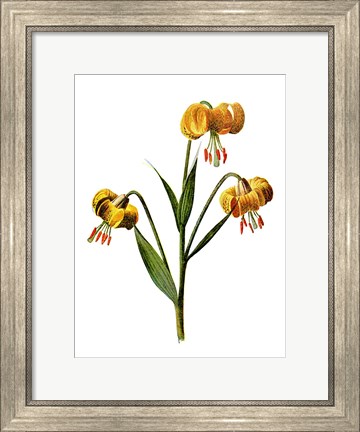 Framed Martagon Lily Flower Print