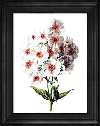 Framed Phlox Flower Print