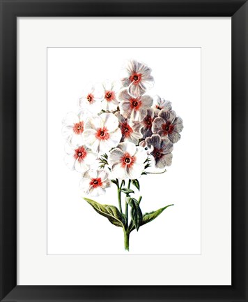 Framed Phlox Flower Print