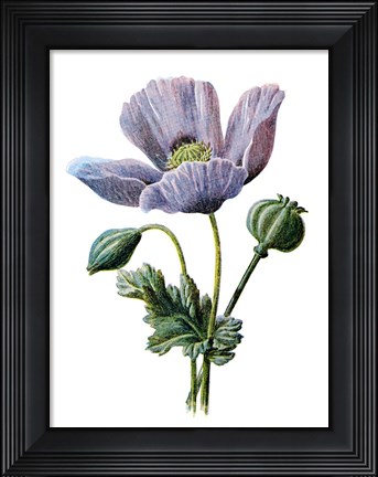 Framed Poppy Flower Print