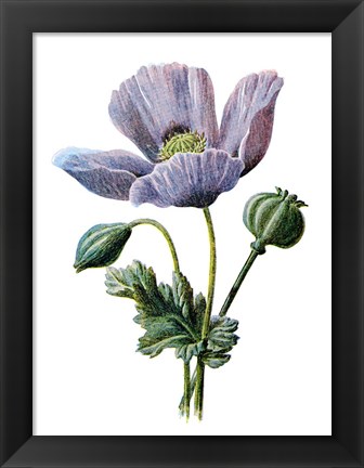 Framed Poppy Flower Print