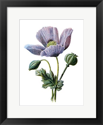 Framed Poppy Flower Print