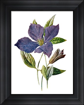 Framed Purple Clematis Flower Print