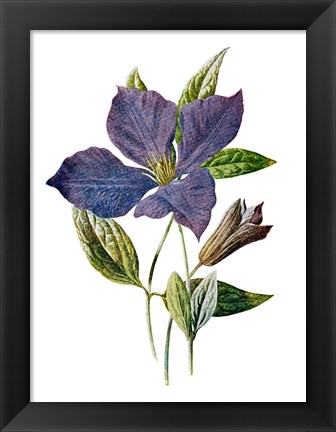 Framed Purple Clematis Flower Print