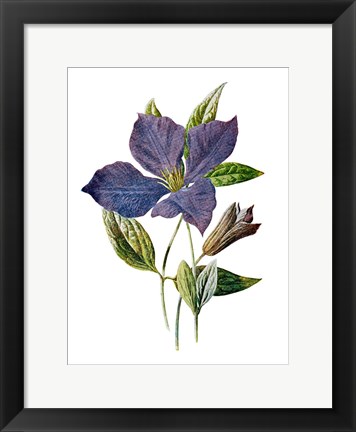 Framed Purple Clematis Flower Print