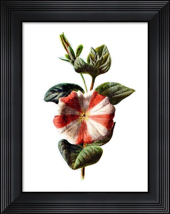 Framed Stripped Petunia Flower Print