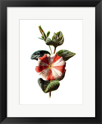 Framed Stripped Petunia Flower Print