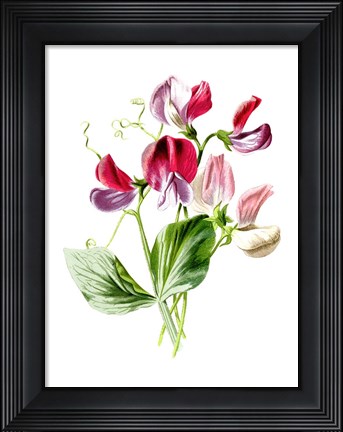Framed Sweet Pea Flower Print