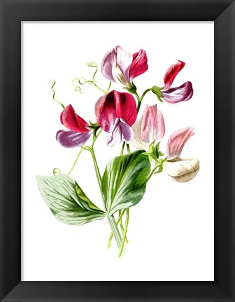 Framed Sweet Pea Flower Print