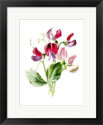 Framed Sweet Pea Flower Print