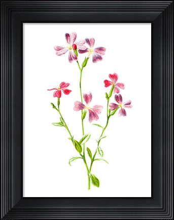 Framed Virginian Stock Flower Print