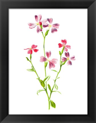 Framed Virginian Stock Flower Print