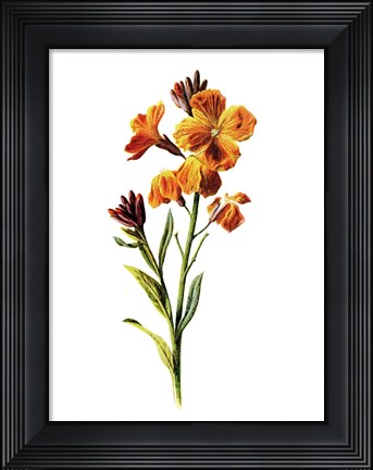 Framed Wallflower Print