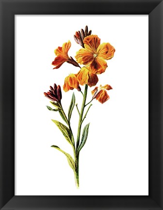 Framed Wallflower Print