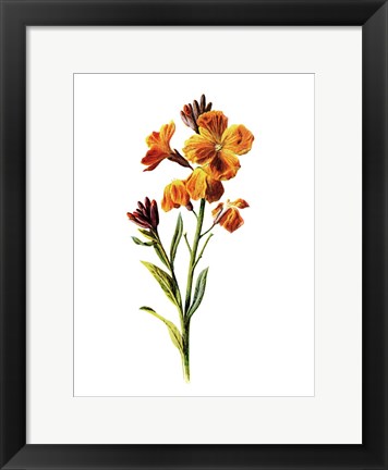 Framed Wallflower Print