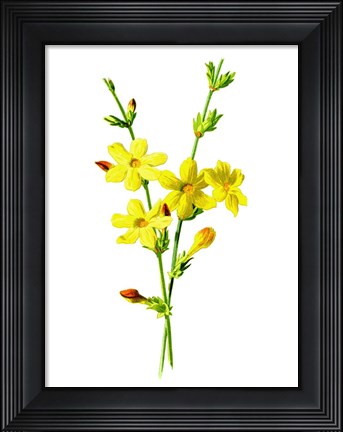 Framed Winter Jasmine Flower Print