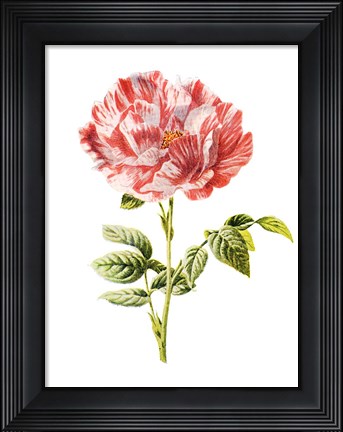 Framed York and Lancaster Rose Print