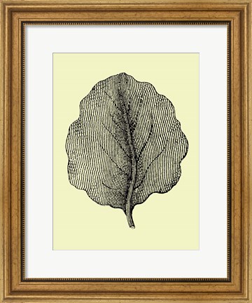 Framed Leaf II Print