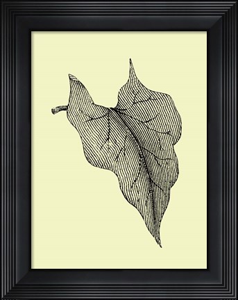 Framed Leaf III Print