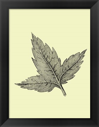 Framed Floating Leaf Print