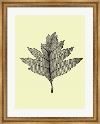 Framed Floating Leaf I Print