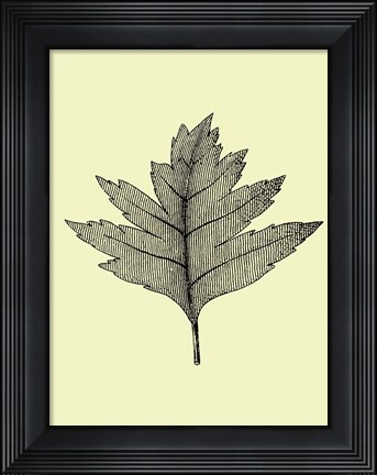 Framed Floating Leaf I Print