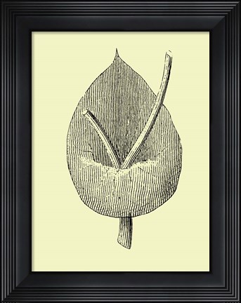 Framed Vintage Flower Print