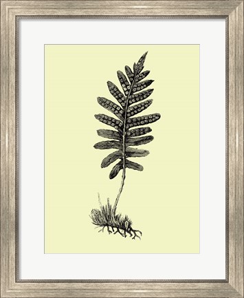Framed Floating Leaf Branch Print