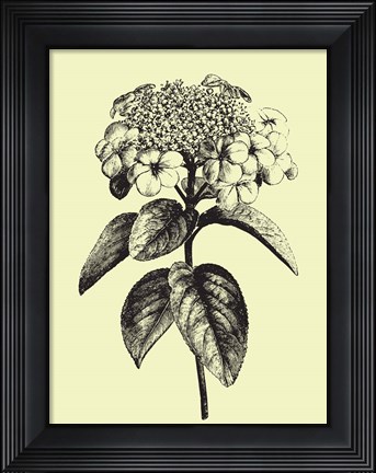 Framed Floating Flower II Print
