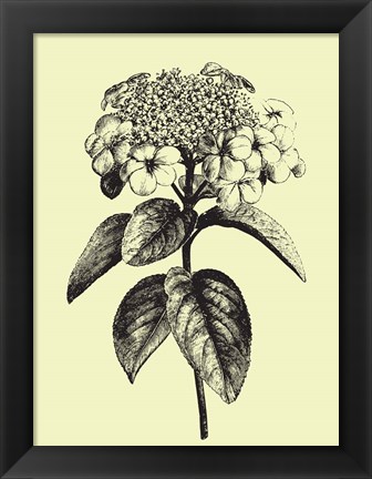 Framed Floating Flower II Print