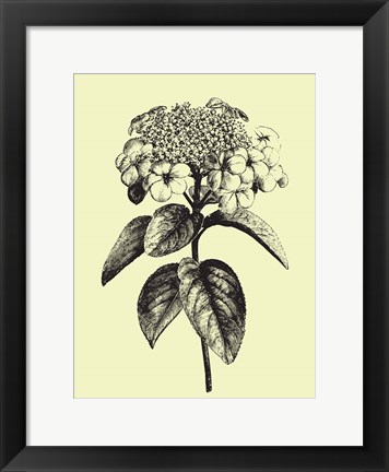 Framed Floating Flower II Print