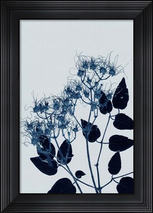 Framed Clematis 1 Blue Print