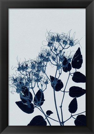 Framed Clematis 1 Blue Print