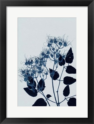 Framed Clematis 1 Blue Print
