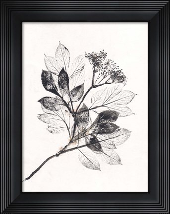 Framed Elder BW Print