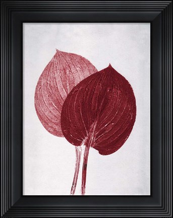 Framed Hosta 2 Bordeaux Print