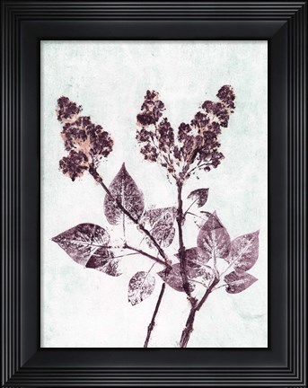 Framed Lilac 1 Aqua Plum Print
