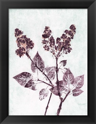 Framed Lilac 1 Aqua Plum Print